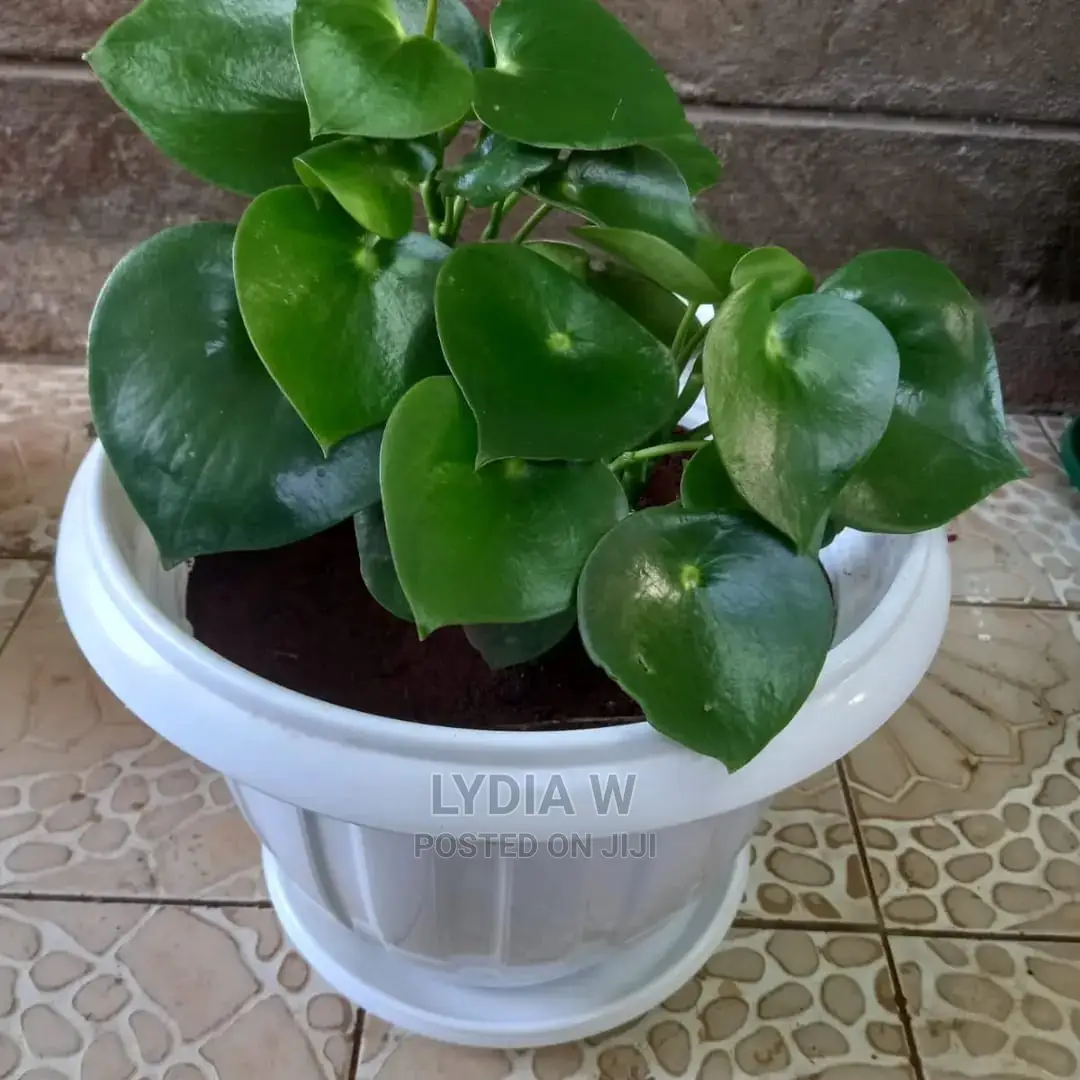 Landscaping and Gardening Services
