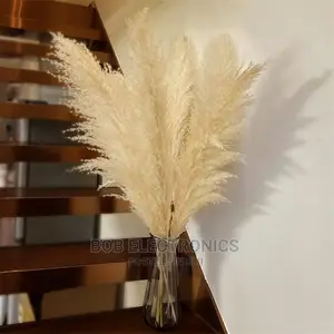 Fluffy XL Pampas Grass