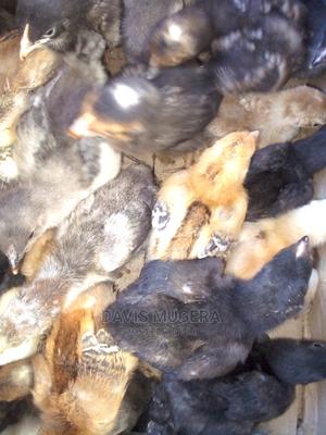 2 Weeks Old Kuroiler F2 Chicks - thumbnail 2