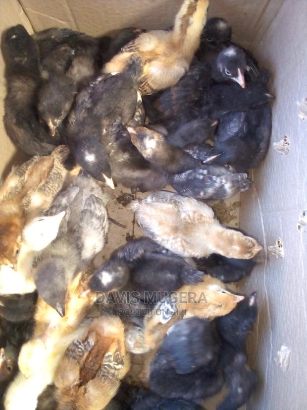 2 Weeks Old Kuroiler F2 Chicks - thumbnail 4