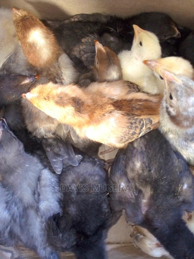 2 Weeks Old Kuroiler F2 Chicks - thumbnail 3