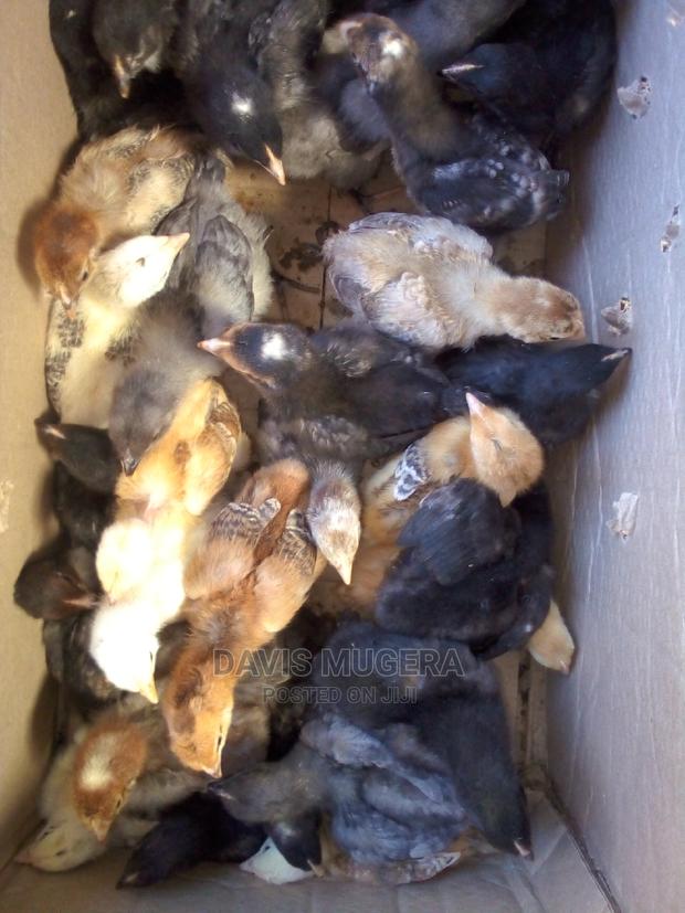 2 Weeks Old Kuroiler F2 Chicks - thumbnail 5