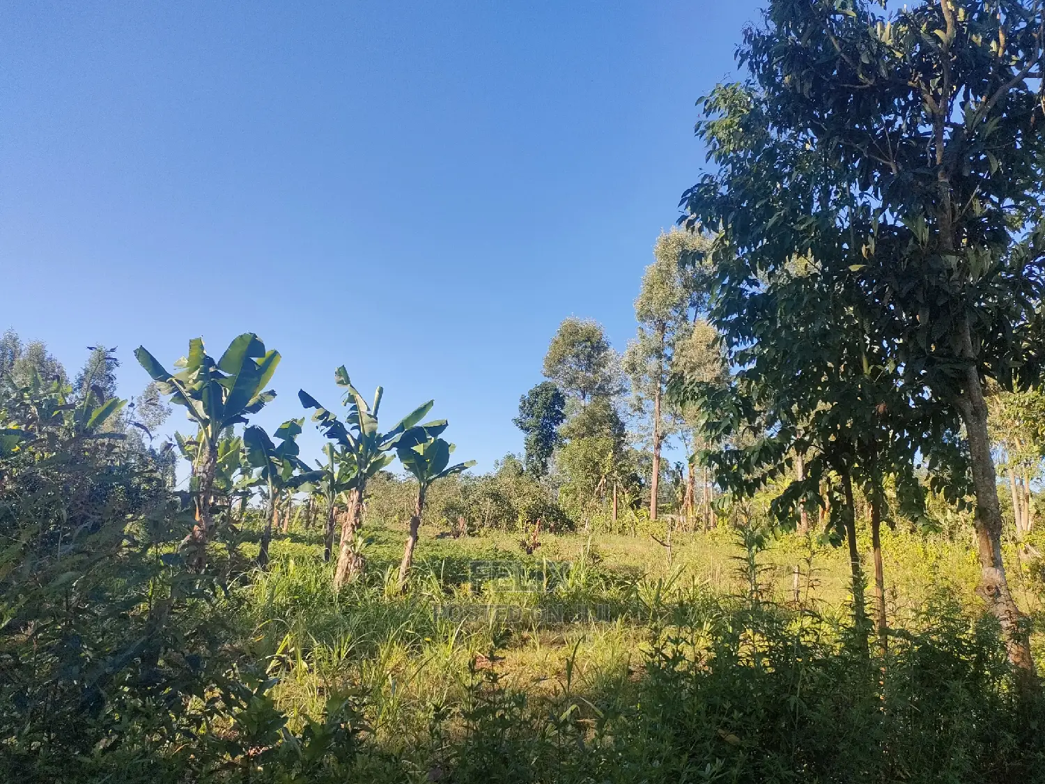 Karatina/Karogoto Quota Acre