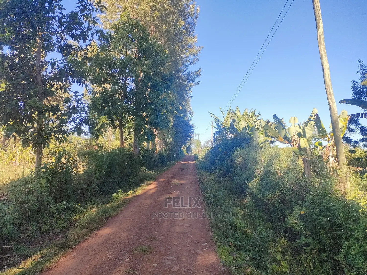 Karatina/Karogoto Quota Acre