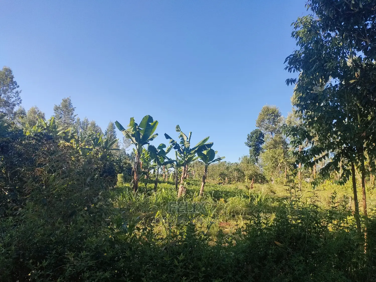 Karatina/Karogoto Quota Acre