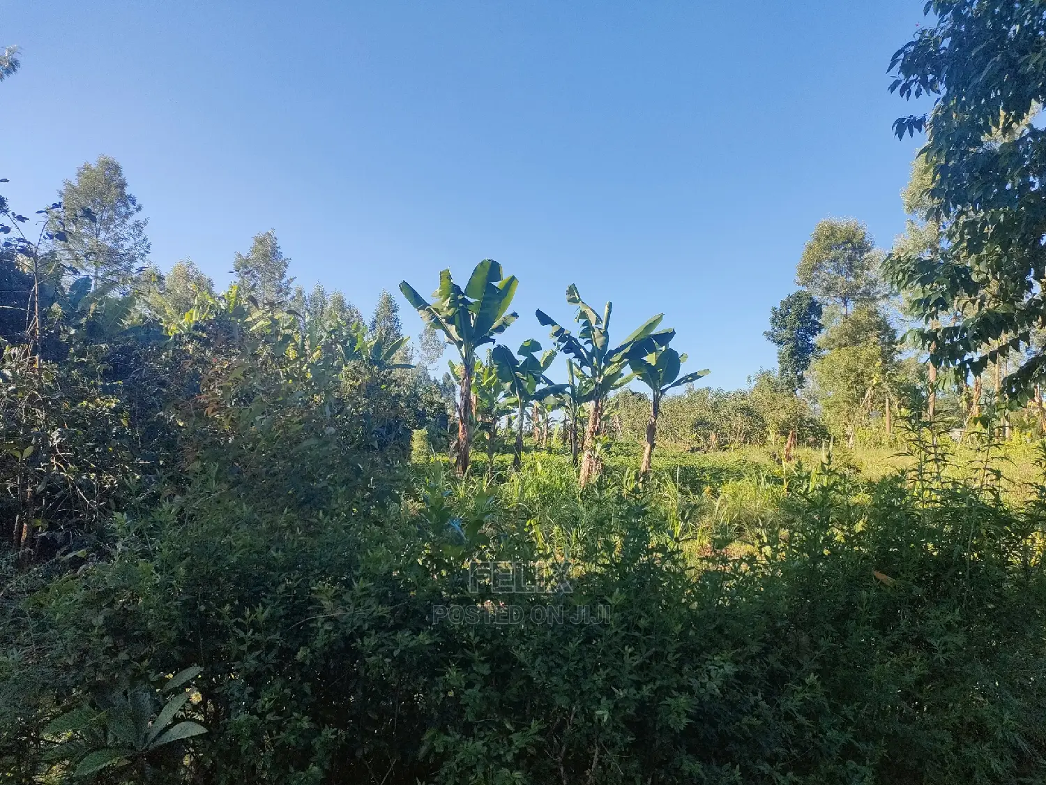 Karatina/Karogoto Quota Acre