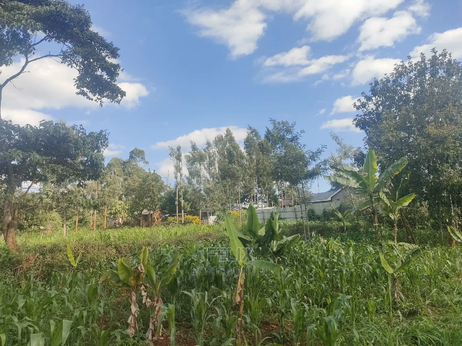 Nyeri/ Chorong'i 50/100 Plot