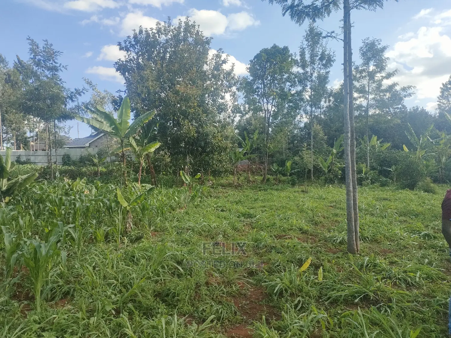 Nyeri/ Chorong'i 50/100 Plot