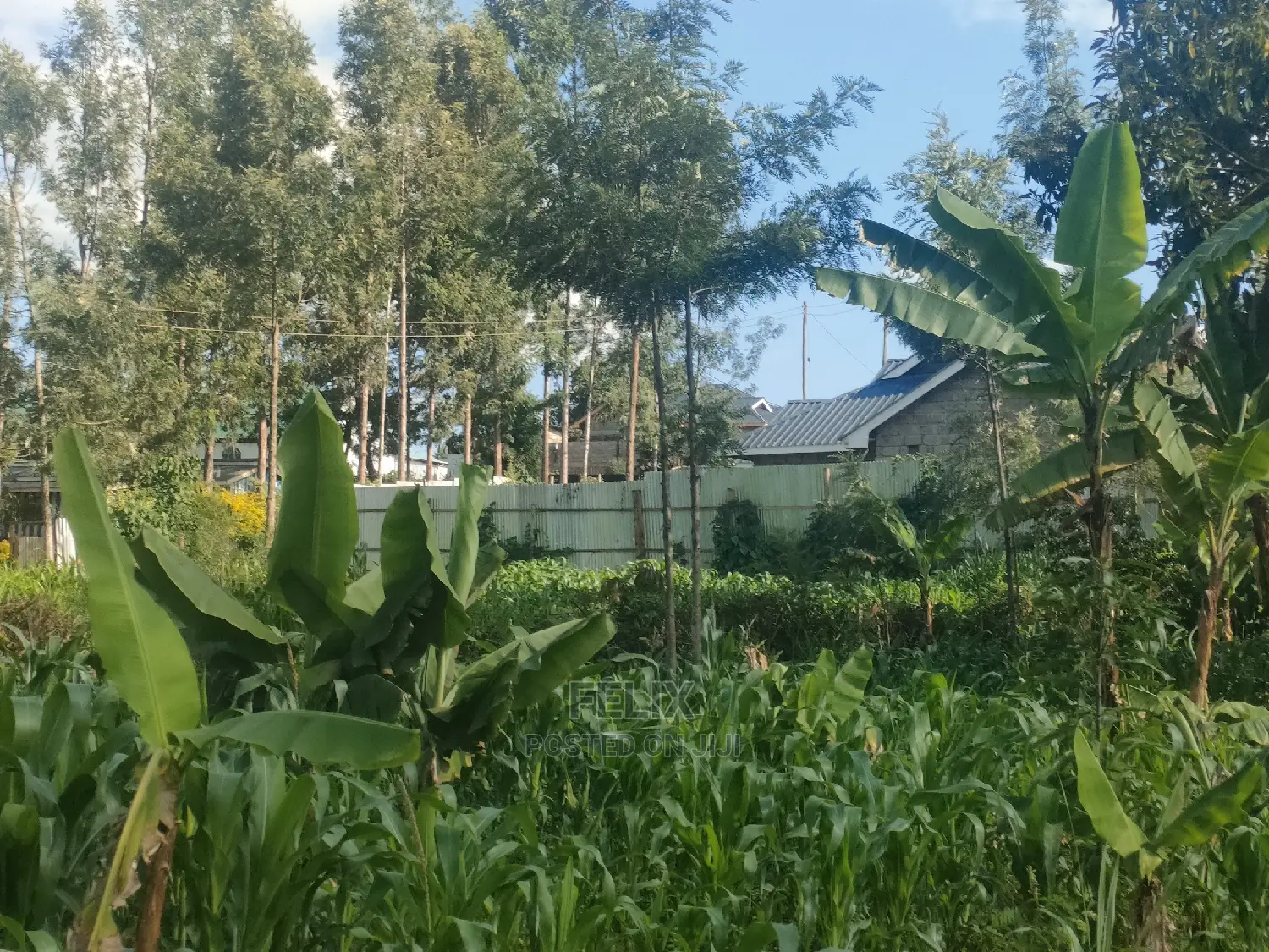 Nyeri/ Chorong'i 50/100 Plot