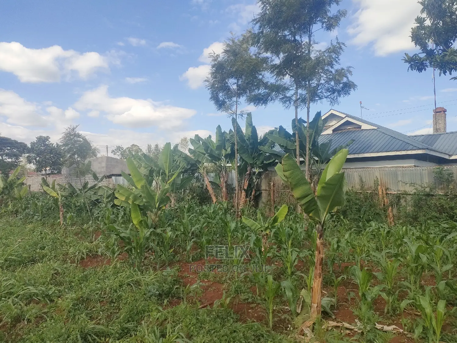 Nyeri/ Chorong'i 50/100 Plot