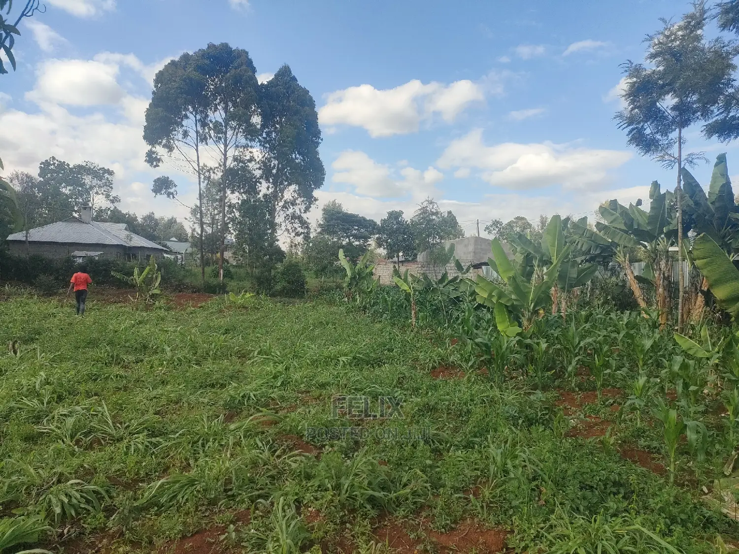 Nyeri/ Chorong'i 50/100 Plot