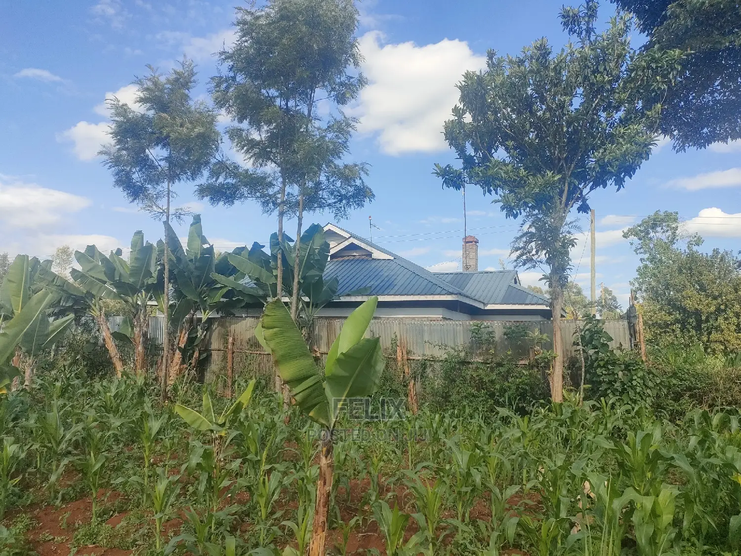 Nyeri/ Chorong'i 50/100 Plot