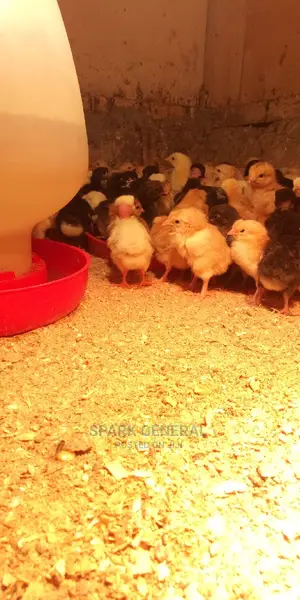 Improved Kienyeji Chicks