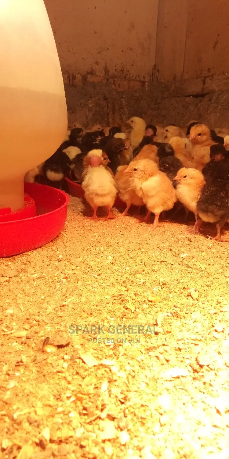 Improved Kienyeji Chicks
