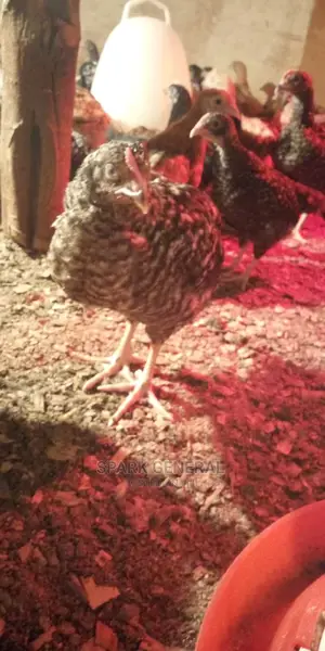 Improved Kienyeji Chicks