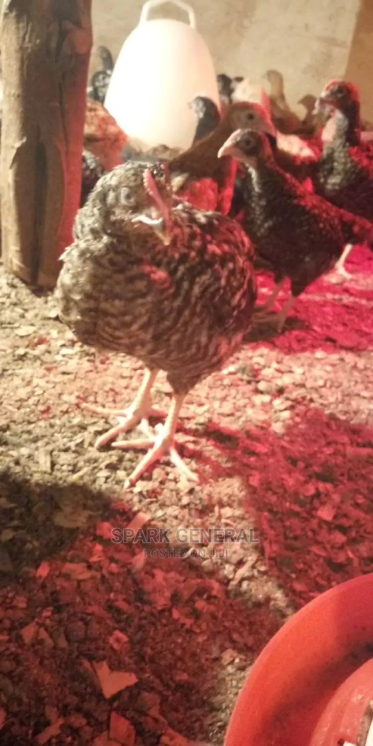 Improved Kienyeji Chicks
