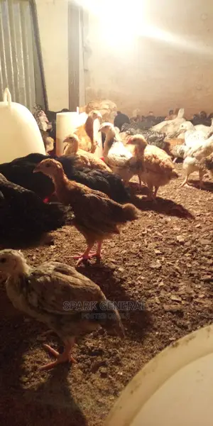 Improved Kienyeji Chicks