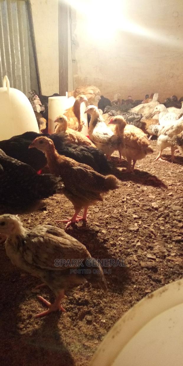 Improved Kienyeji Chicks - thumbnail 5