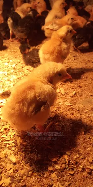 Improved Kienyeji Chicks
