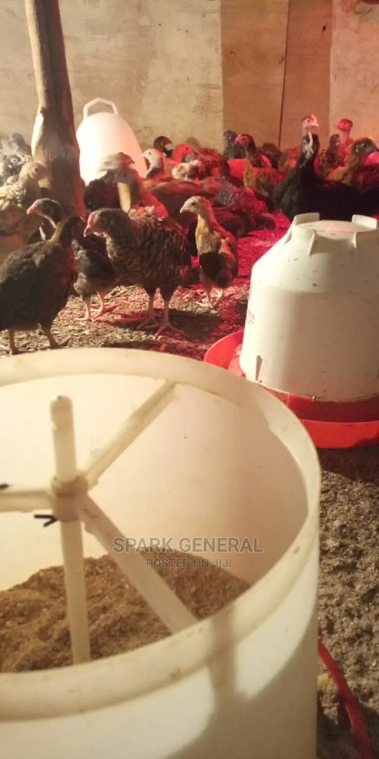 Improved Kienyeji Chicks