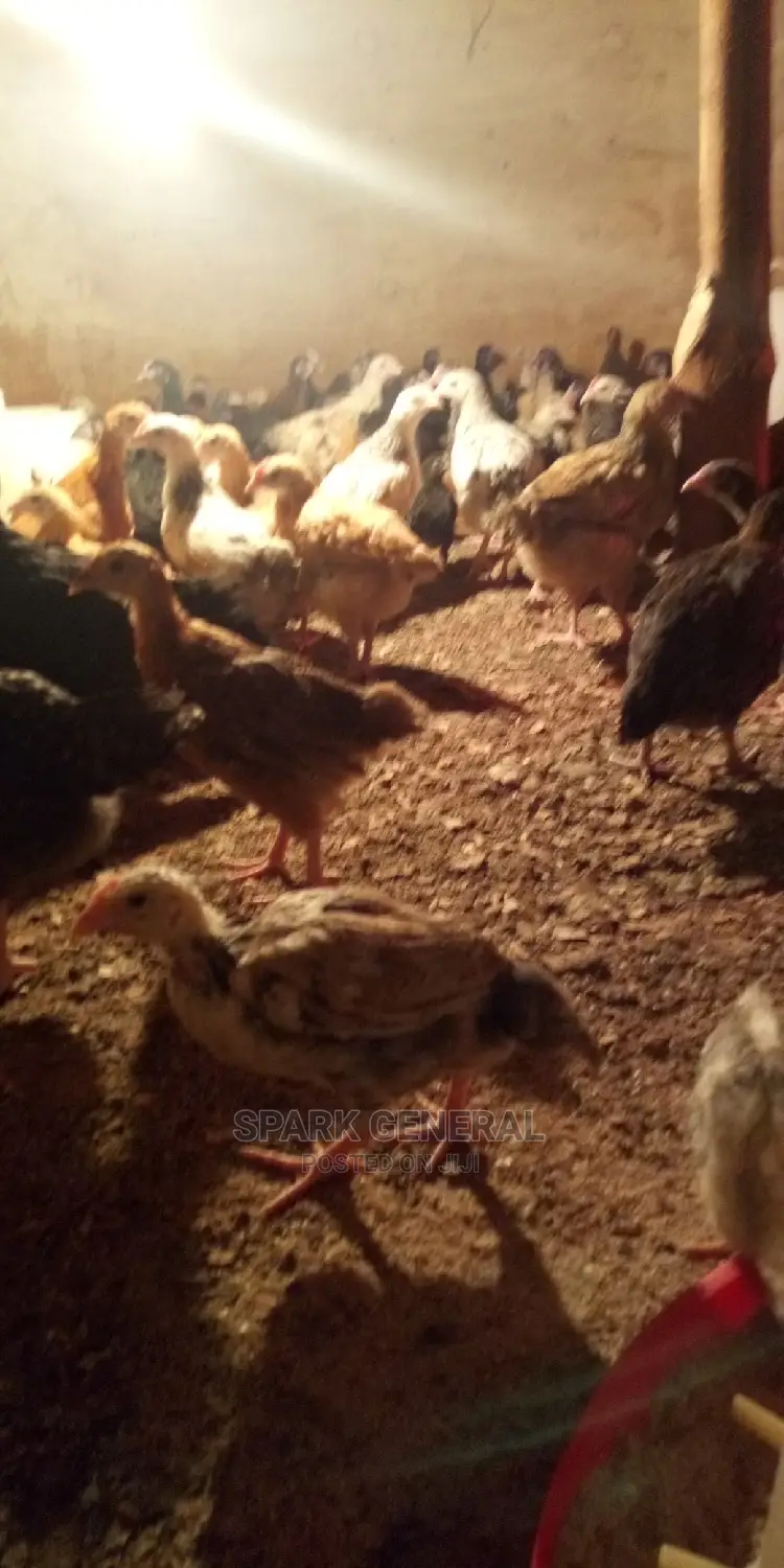 Improved Kienyeji Chicks