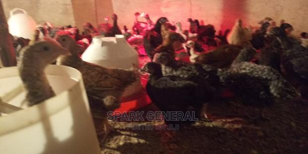 Improved Kienyeji Chicks - thumbnail 9