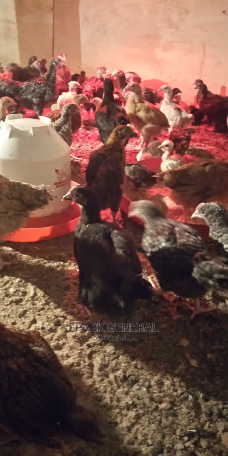 Improved Kienyeji Chicks
