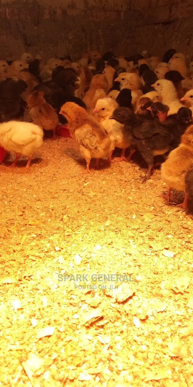 Improved Kienyeji Chicks