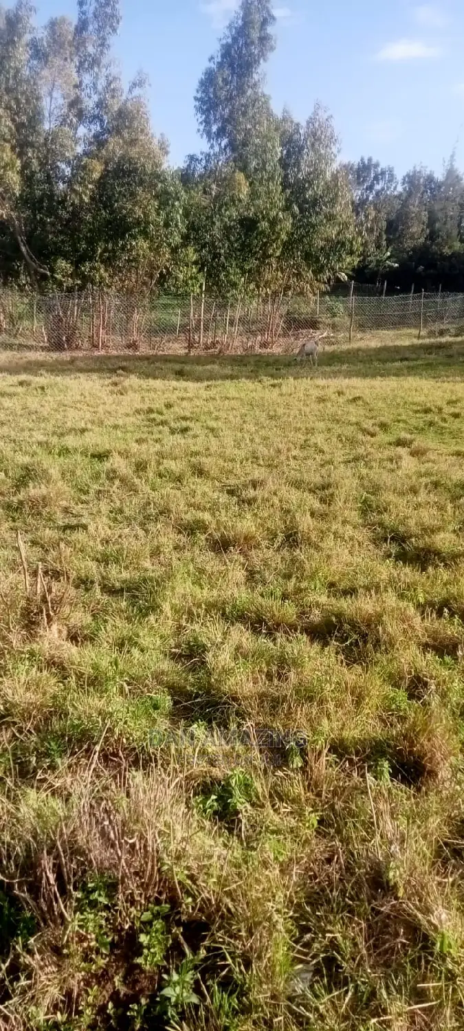 Half an Acre for Sale in Bulbul Ngong