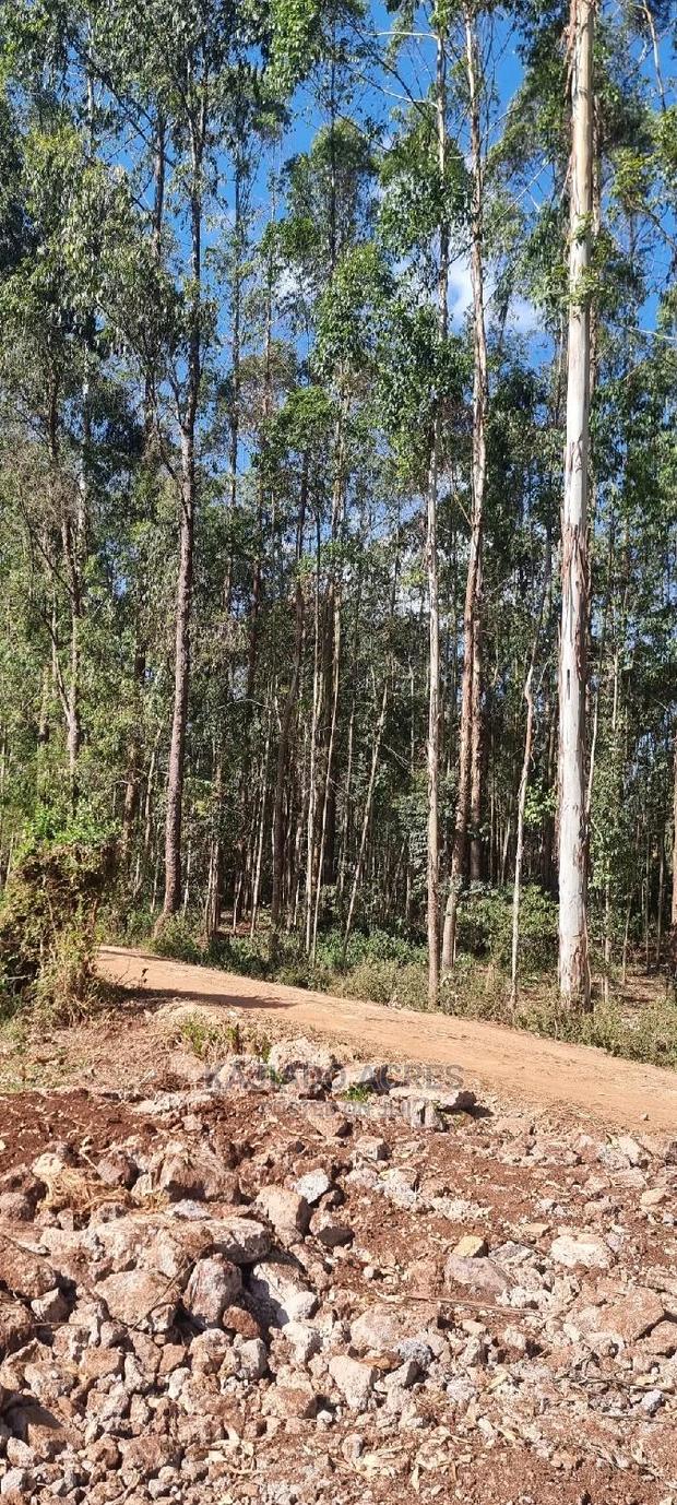 Prime 1/8 Pieces Forest Line,Bondeni - thumbnail 7