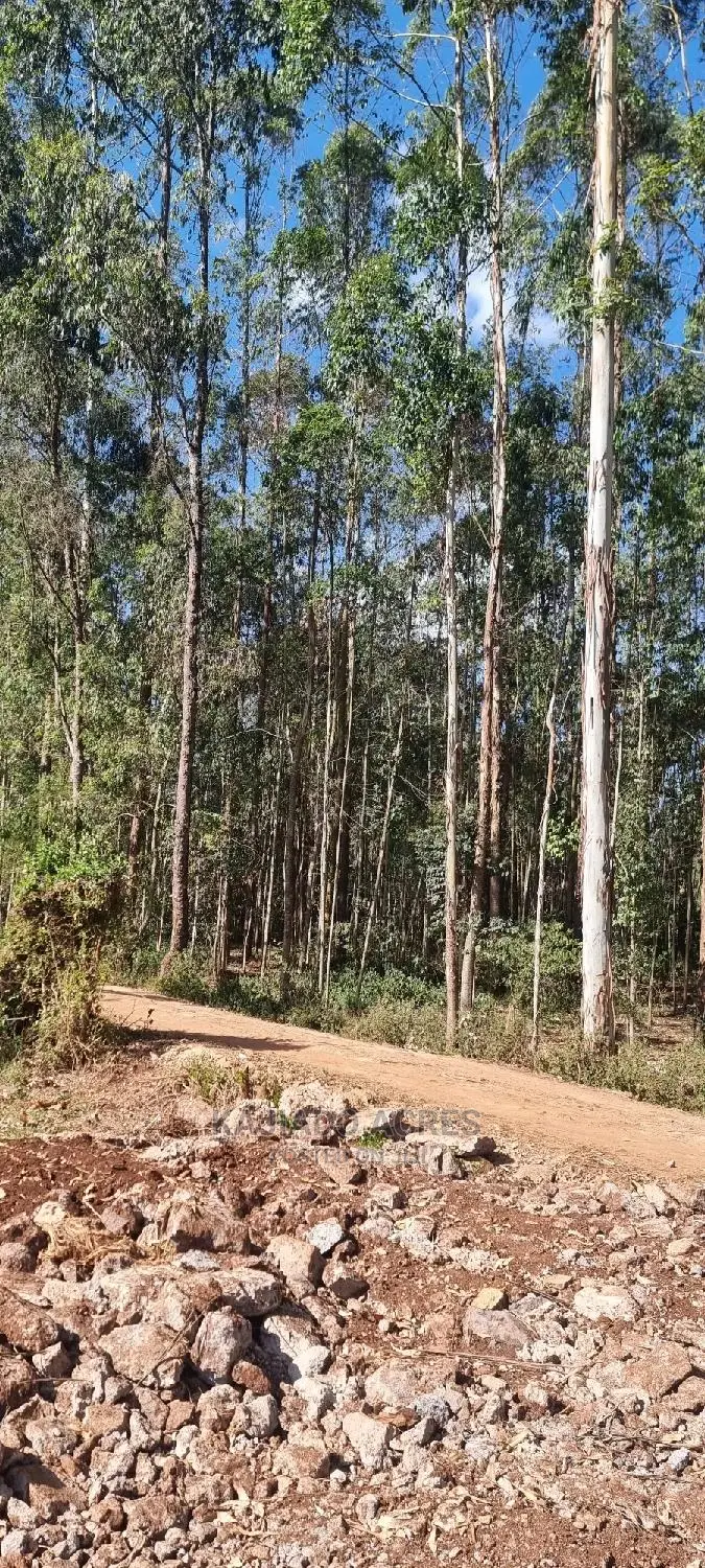 Prime 1/8 Pieces Forest Line,Bondeni