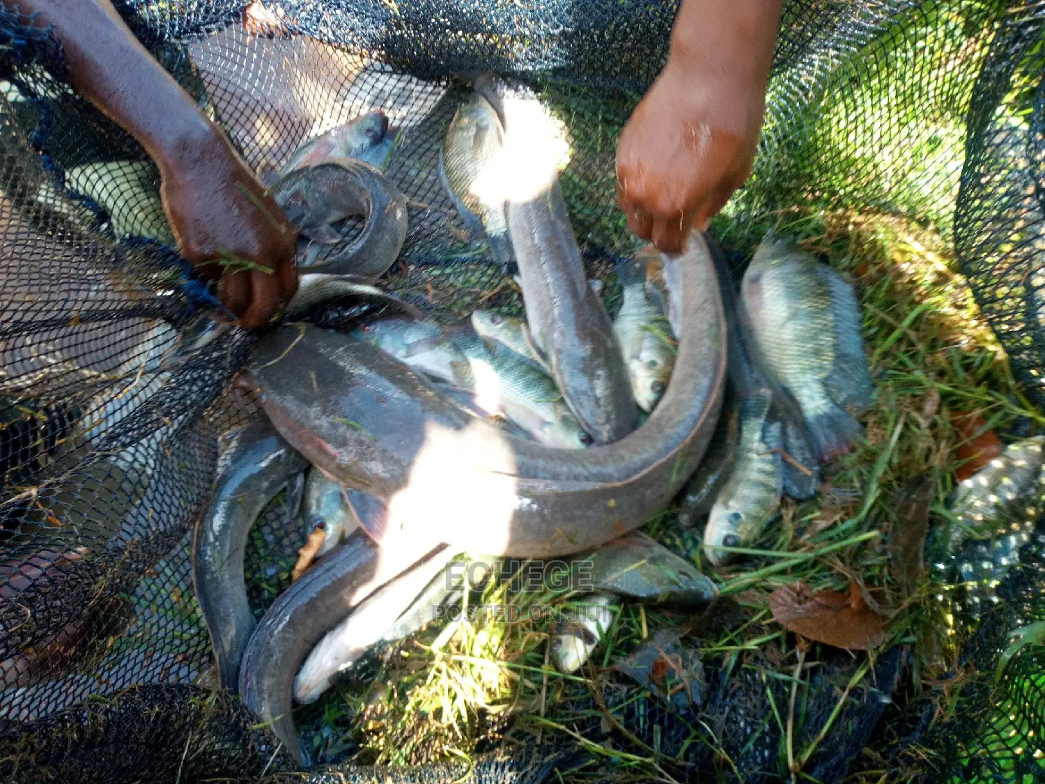 Catfish Postfingerlings