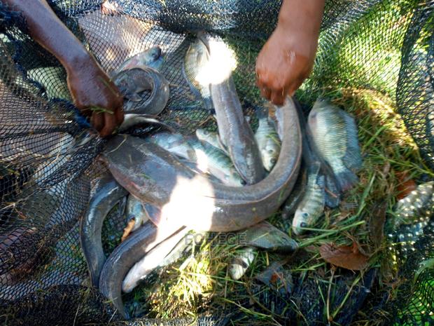 Catfish Postfingerlings - main view