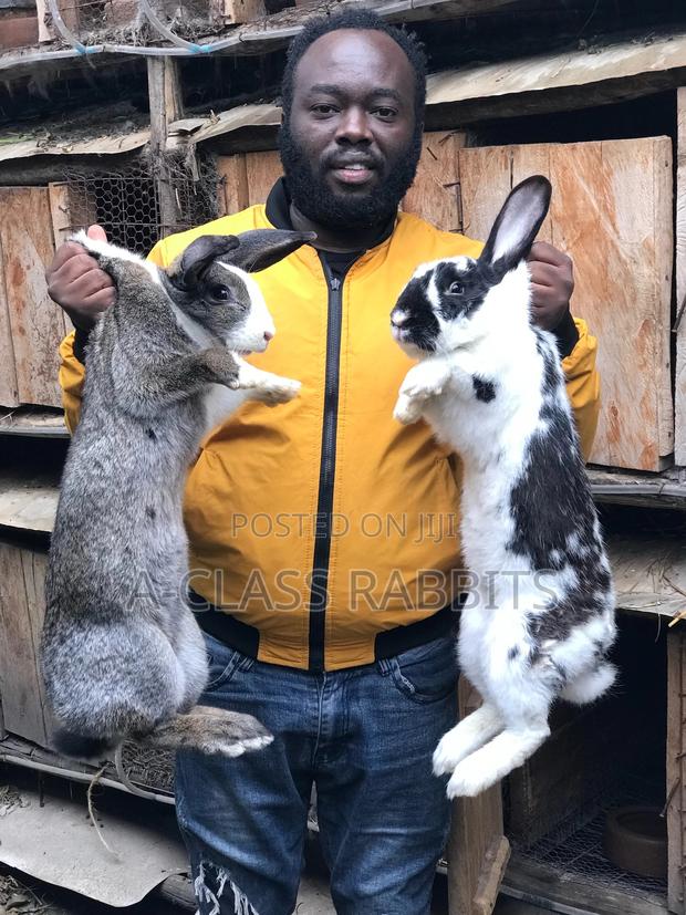 Rabbits Breeds - main view