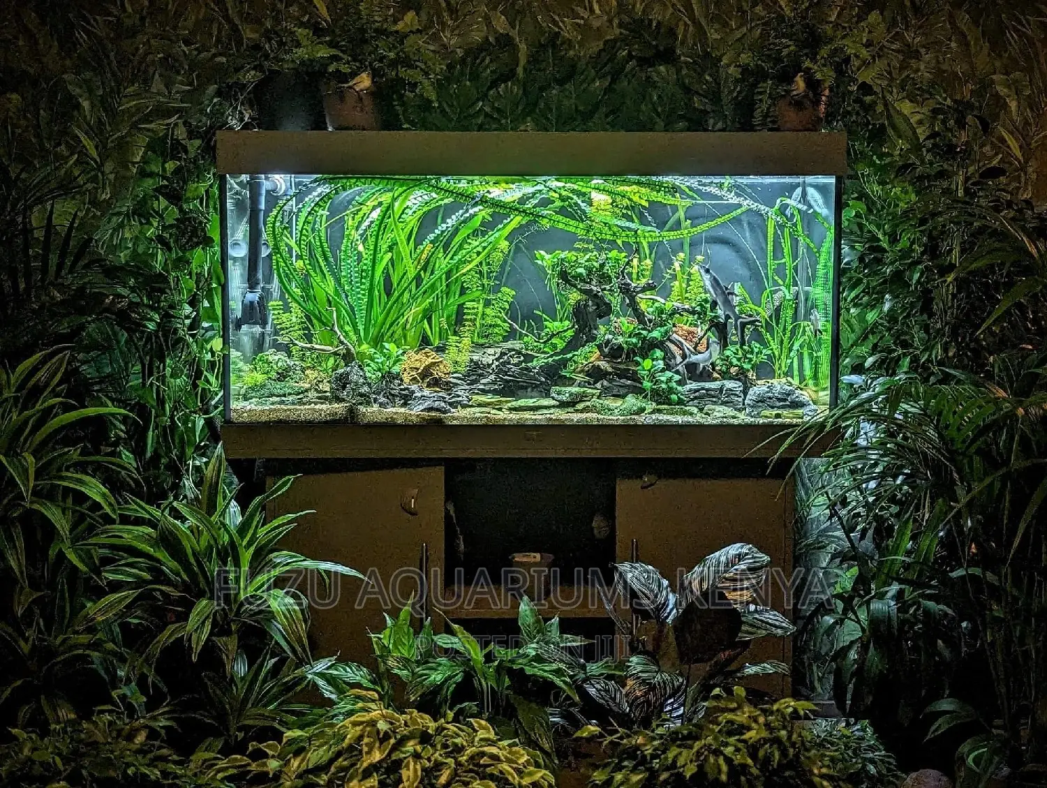 Planted Aquariums With Live Plants