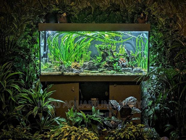 Planted Aquariums With Live Plants - main view