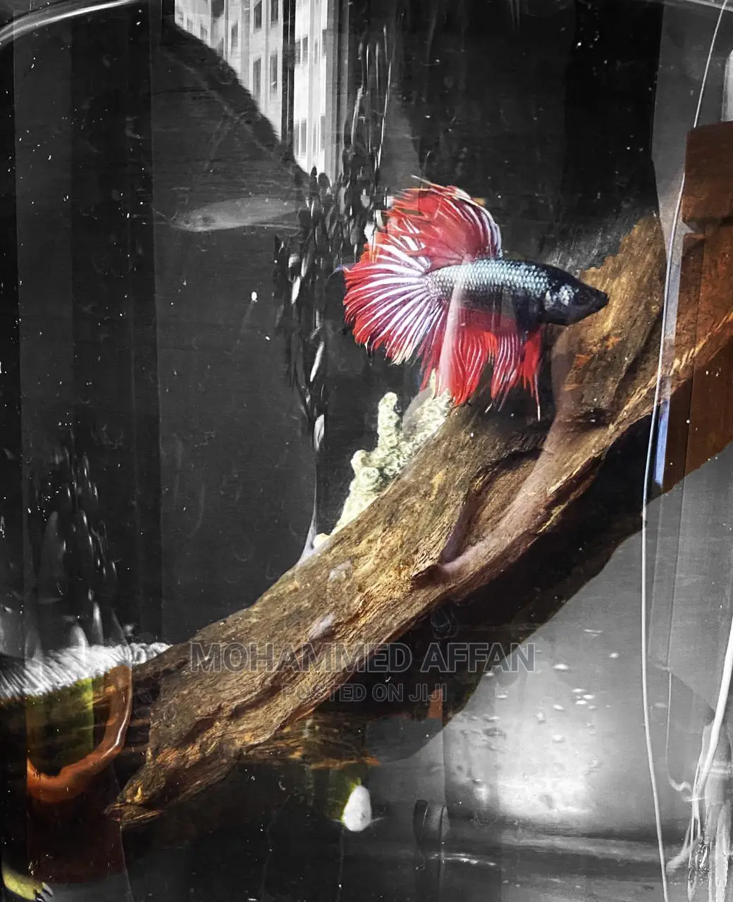 Betta Fish