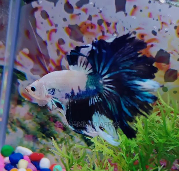 Betta Fish - thumbnail 8