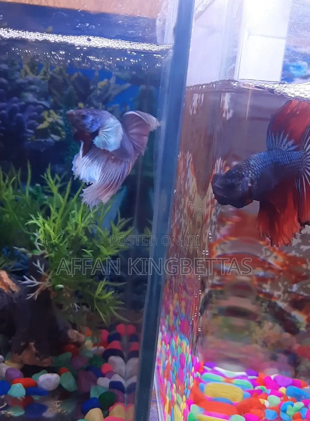 Betta Fish