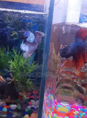 Betta Fish
