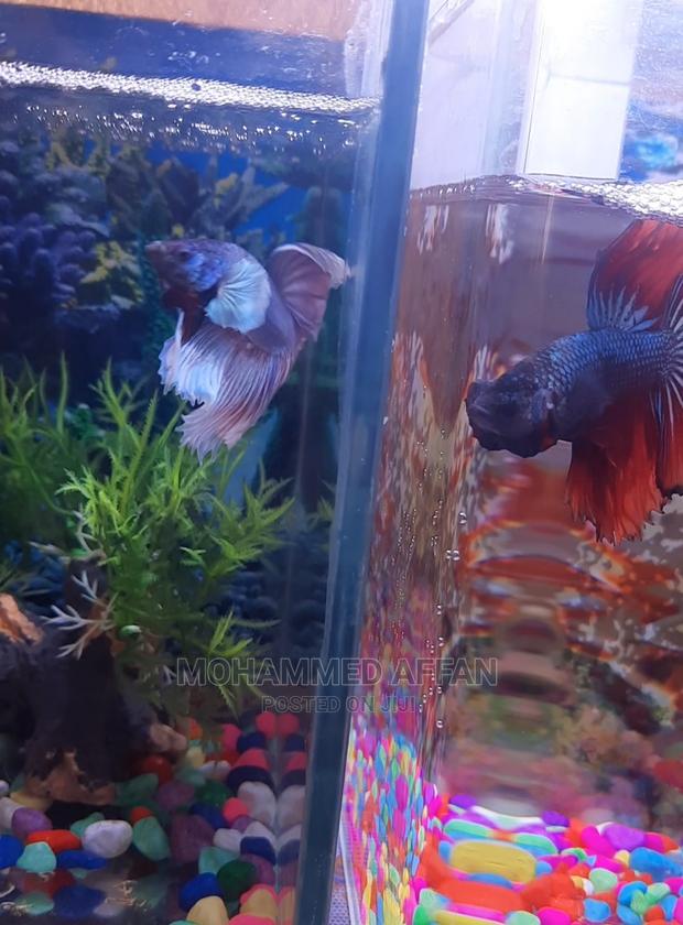 Betta Fish - thumbnail 4