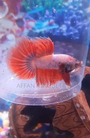 Betta Fish
