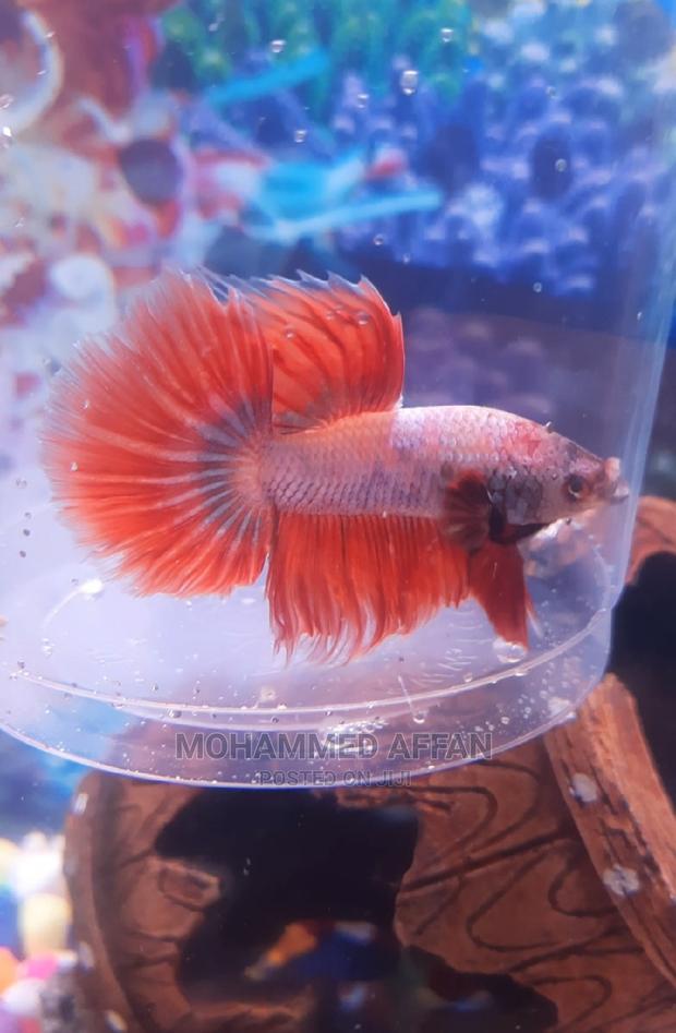 Betta Fish - thumbnail 3