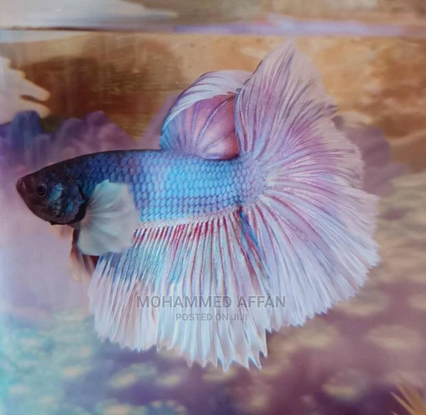 Betta Fish - thumbnail 7