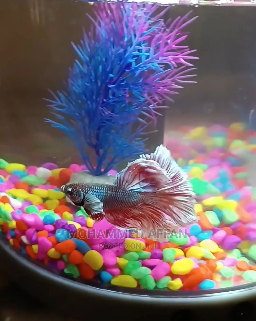 Betta Fish