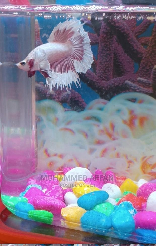 Betta Fish - thumbnail 5