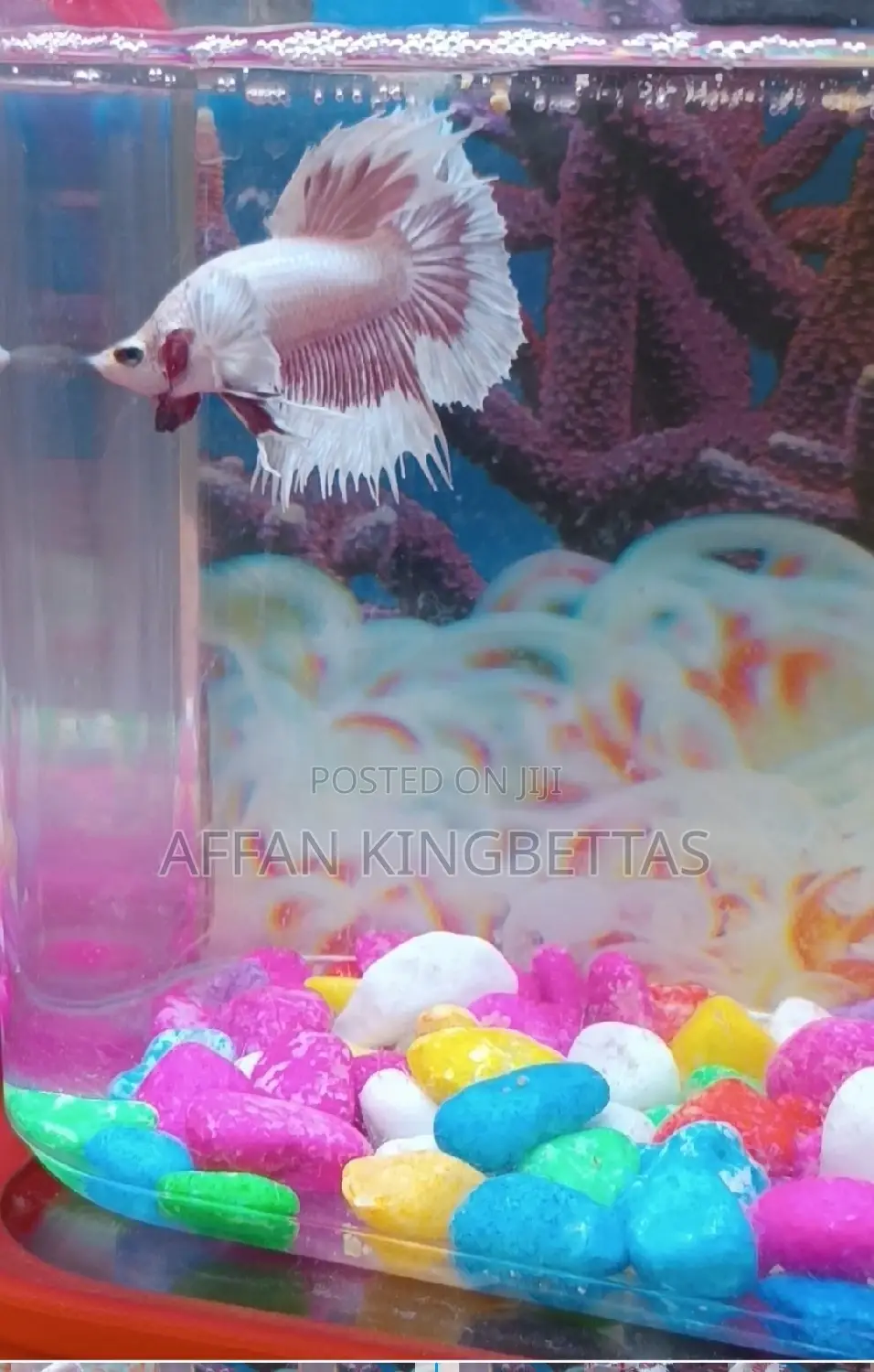 Betta Fish