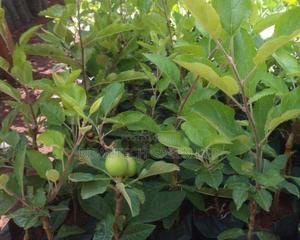 Annah Apples Seedlings - thumbnail 2