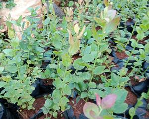 Blueberries Seedlings - thumbnail 2
