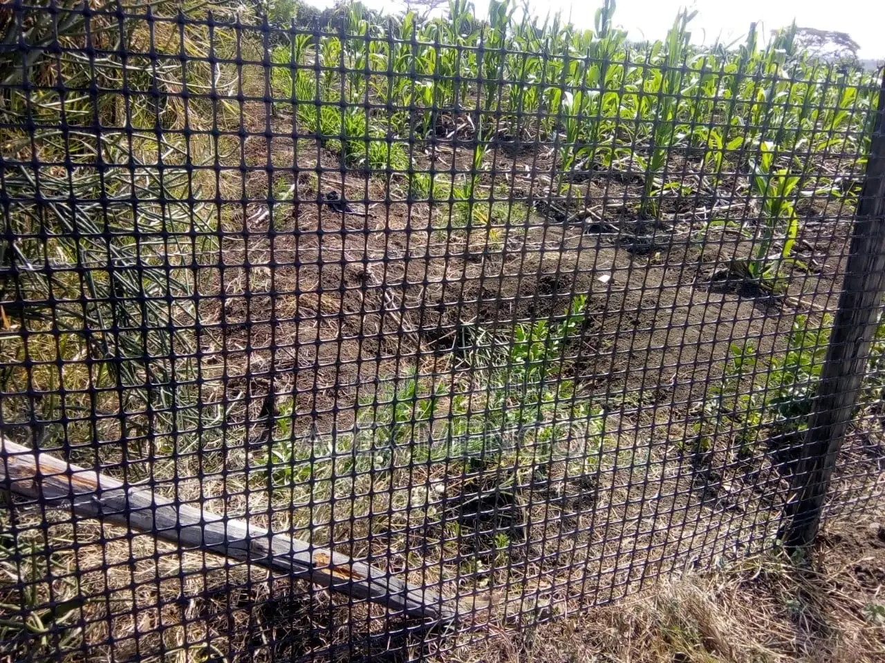 Geogrid Plastic Fence (1.5m by 50m) Roll